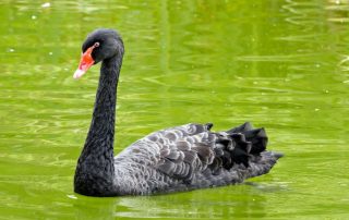 Black Swan